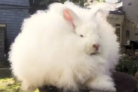 Puszysty królik angora, którego sierść przypomina miękki materiał, siedzi na zewnątrz.