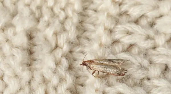 Oto jak wygląda mól ubraniowy, siedzący na jasnym, plecionym materiale.